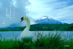 写真句：冠雪の富士 Photo Trip33：白鳥の湖２