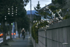 写真句：夕間近