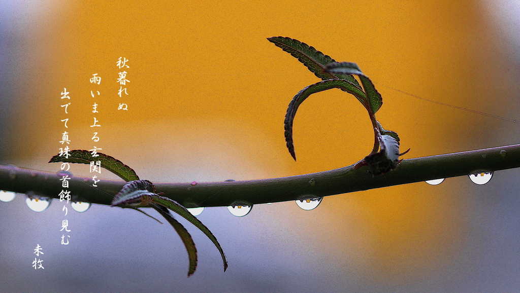 写真歌：雨滴