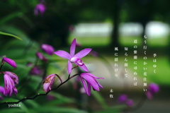写真長歌：道端の花10：紫蘭