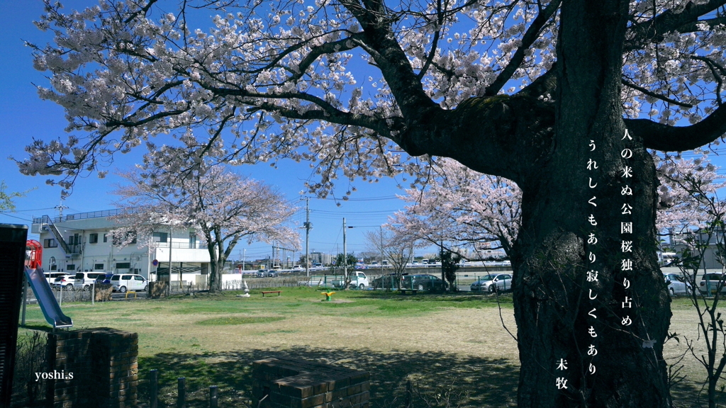 写真歌：桜７：独り花見