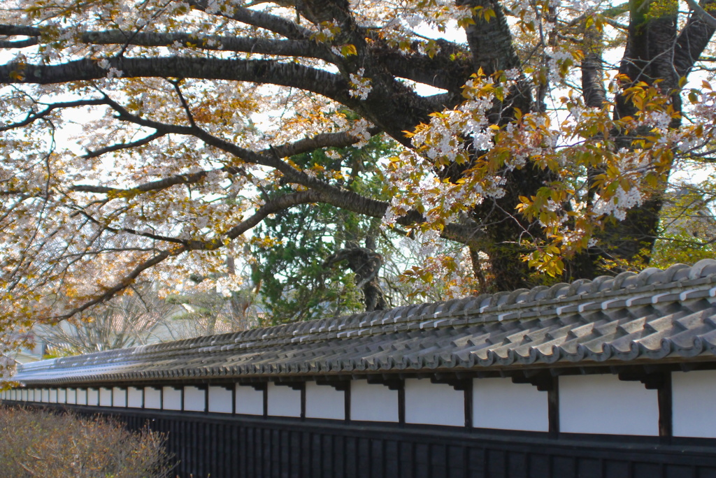 旧家の山桜