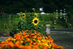 写真句：道端の花26：ひまわり