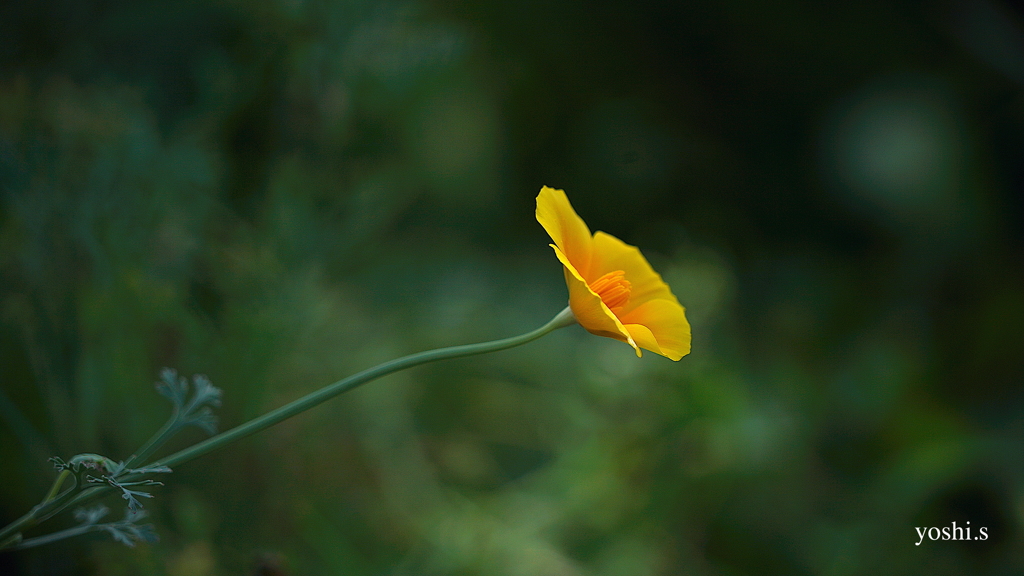 写真掌編：続々・夜会の花（龍馬異聞 Ⅲ）１