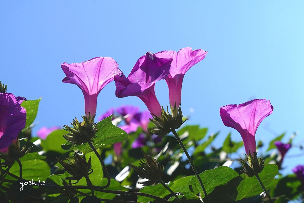 写真指編：透き通る陽