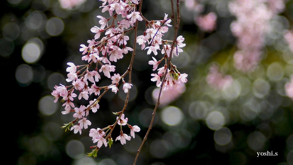写真句：桜６：花ひかる