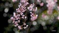写真句：桜６：花ひかる