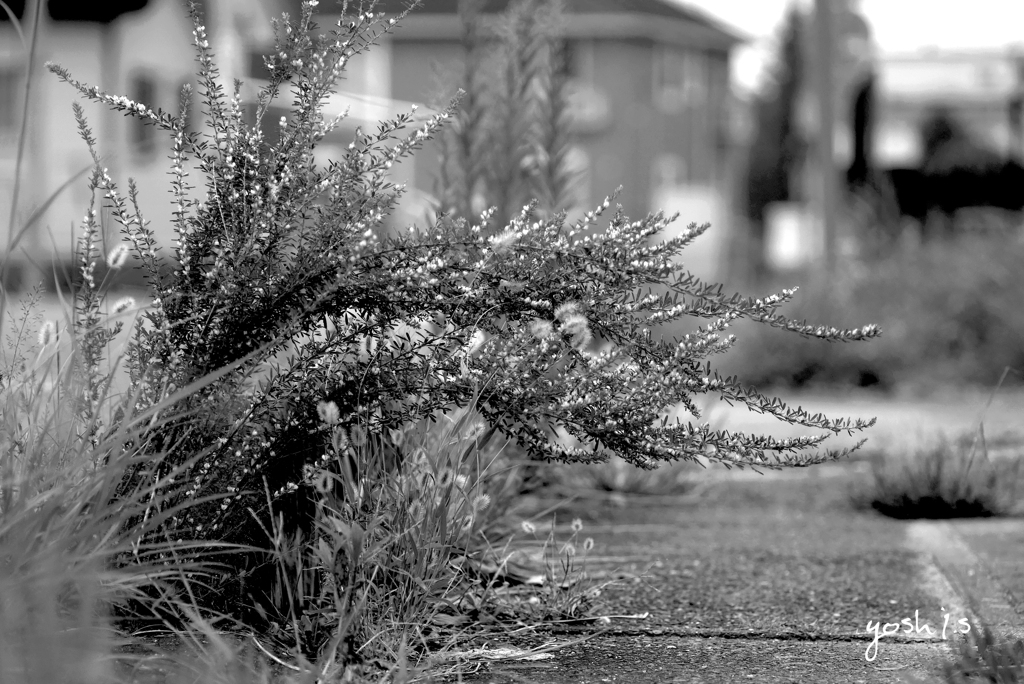 写真歌：草花たちの世界５：B&W