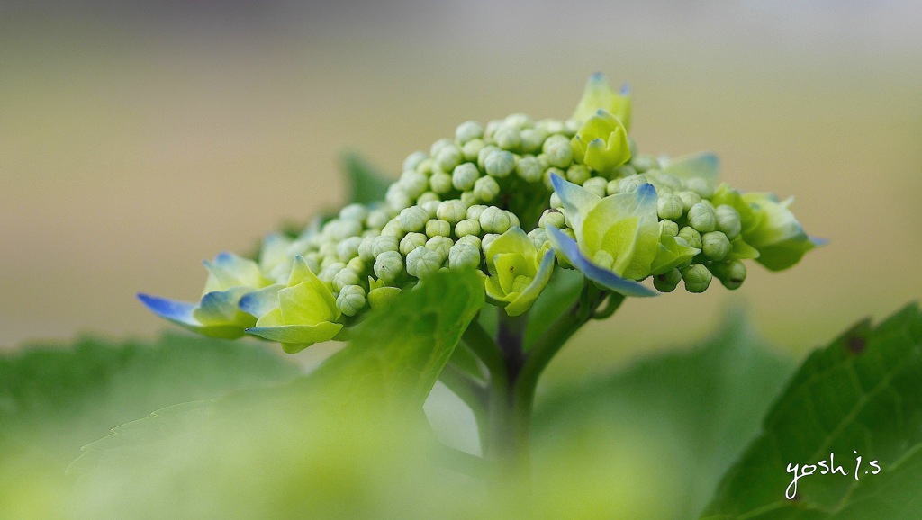 写真指編：A calm mind