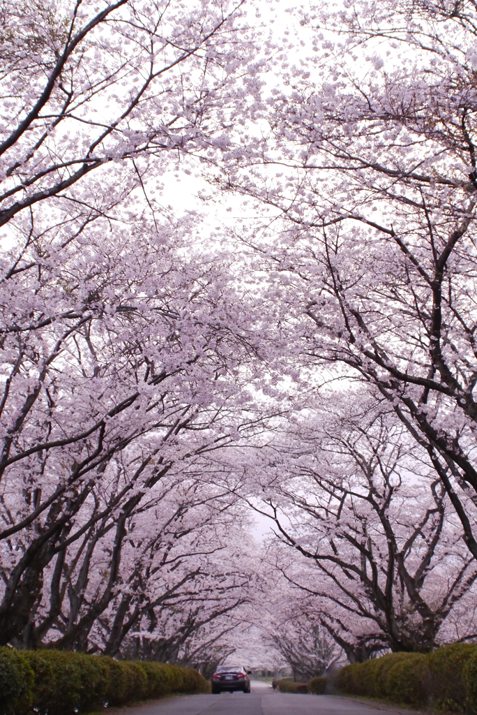 花のガレリア