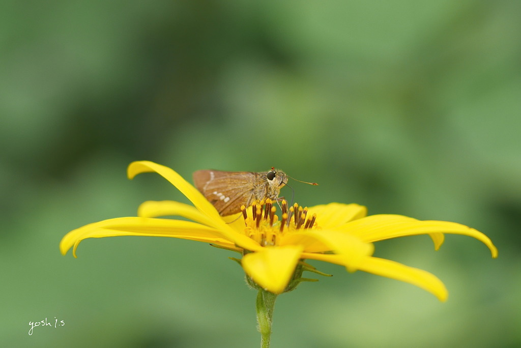 写真掌編：菊芋をめぐる冒険16：小さなセセリ、大いに語る