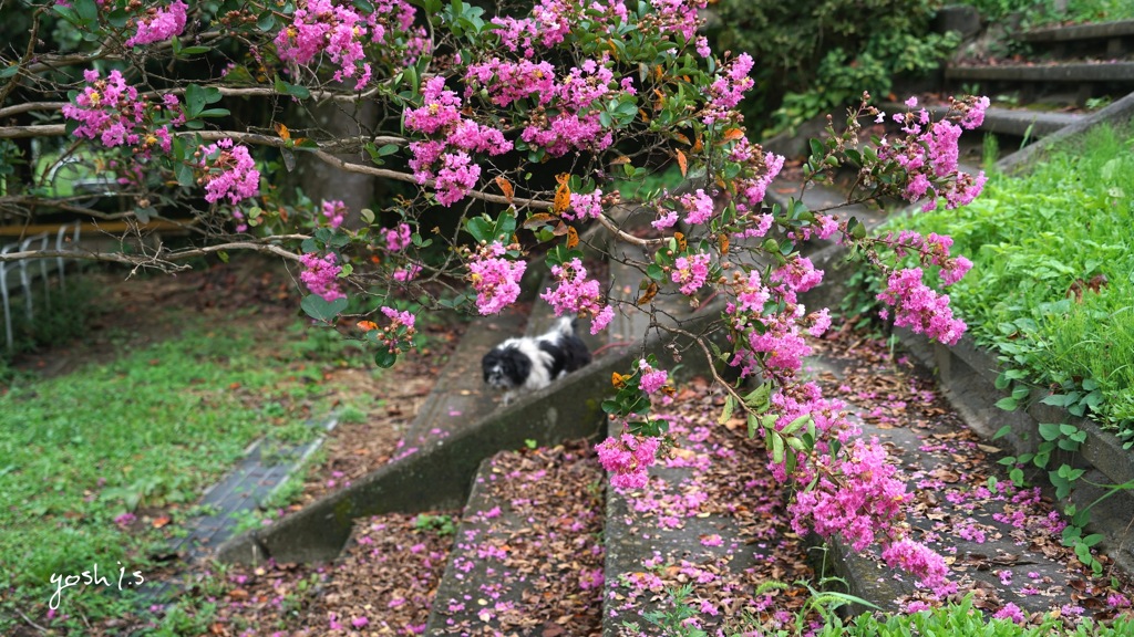 写真エッセイ：Belle のいる公園