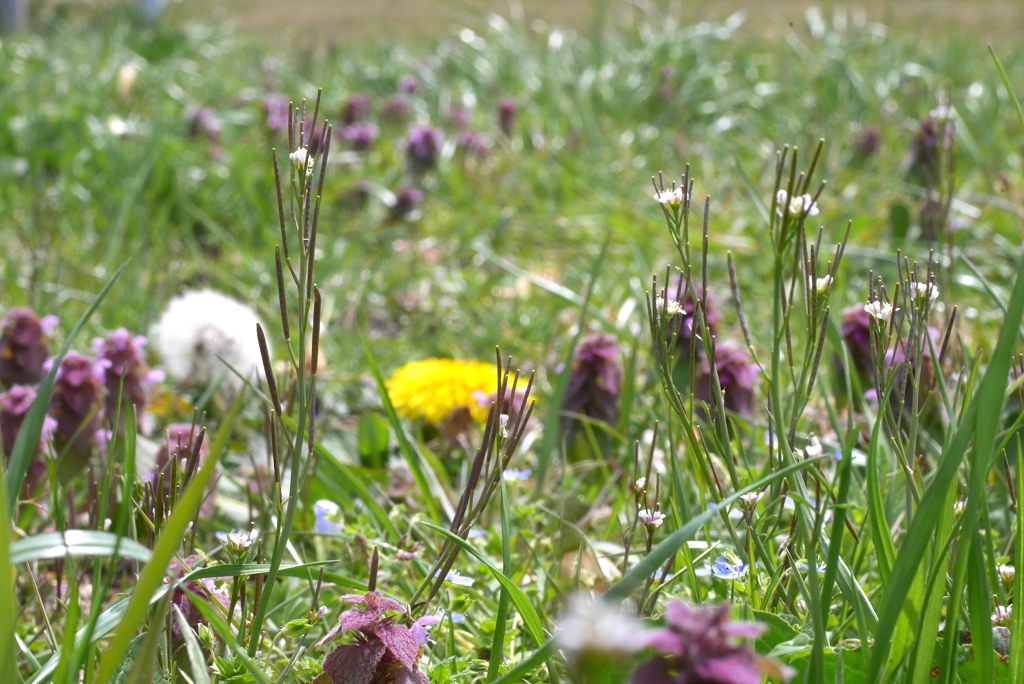 写真句：小さな草たちの春