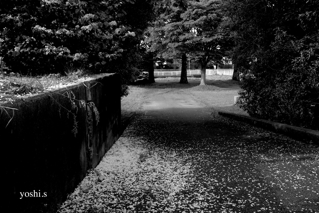 写真句：花散る：B&W：NTW346