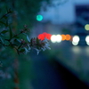写真掌編：続々々々・夜会の花（龍馬異聞 Ⅴ）２