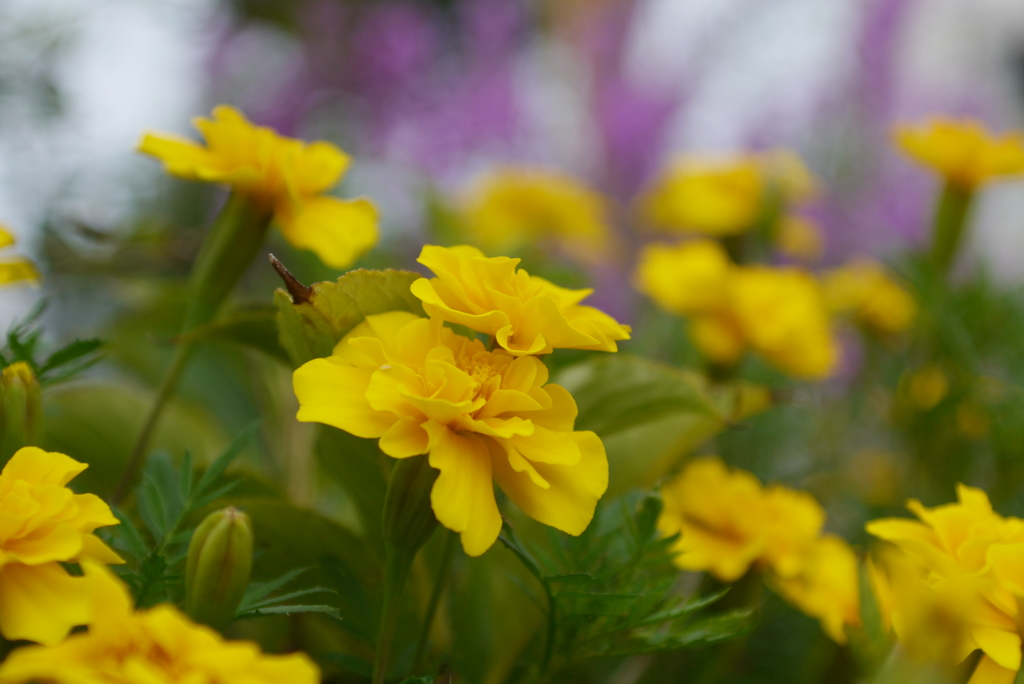 花３