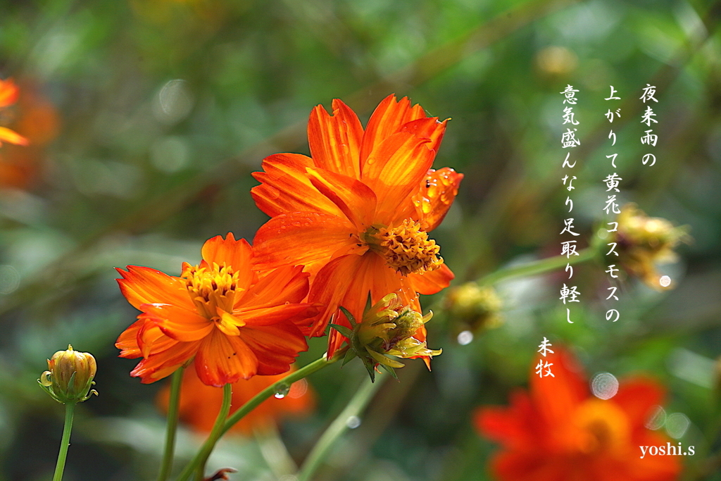 写真歌：雨上がり