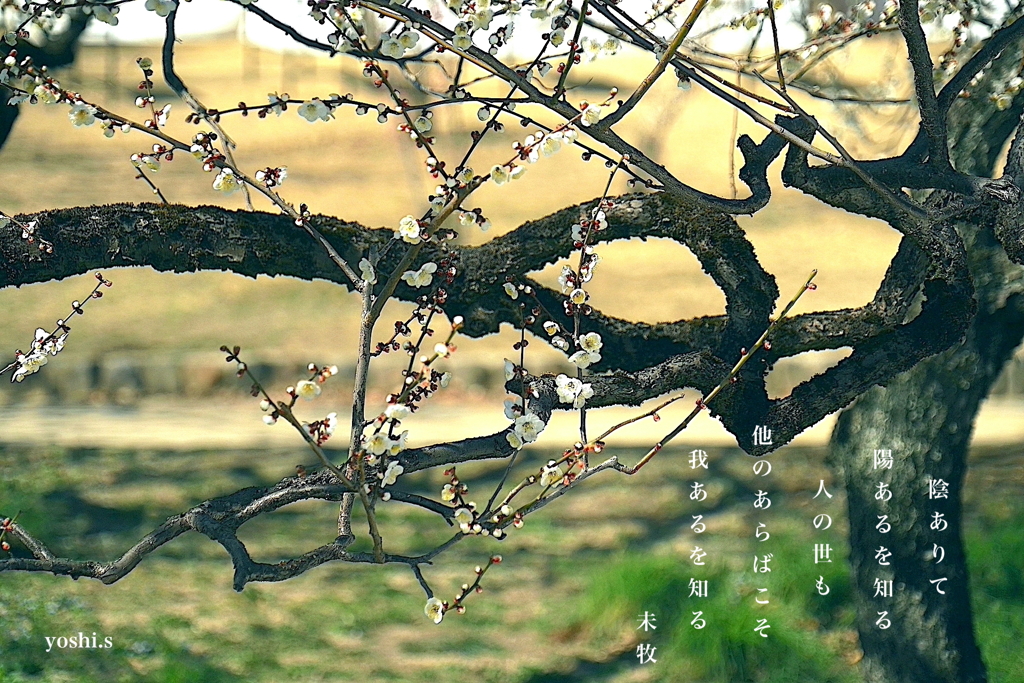 写真歌：偕楽園散歩14：梅花