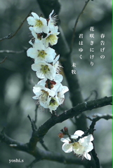 写真句：写真エッセイ：春告げ草