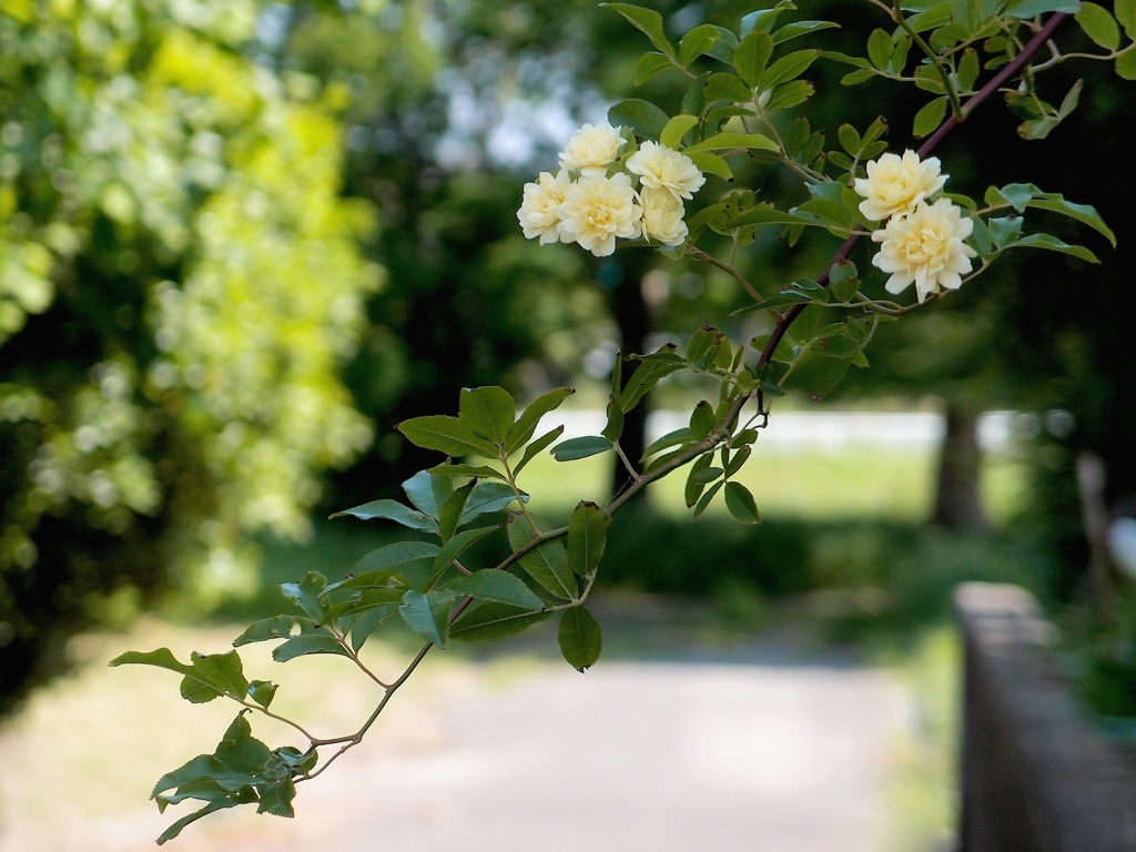木香薔薇