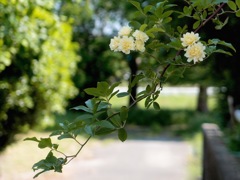 木香薔薇