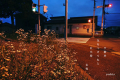 写真句：道端の花６：夕散歩２