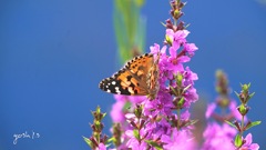 写真エッセイ：花の森のてふてふ７