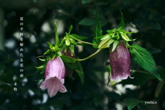 写真句：道端の花９：