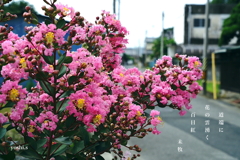 写真句：道端の花25：百日紅