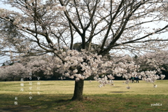 写真句：さくら宇宙公園さくら祭り８：NTW600