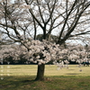 写真句：さくら宇宙公園さくら祭り８：NTW600