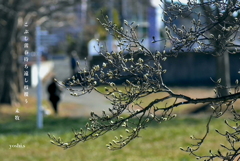 写真句：こぶしの蕾２