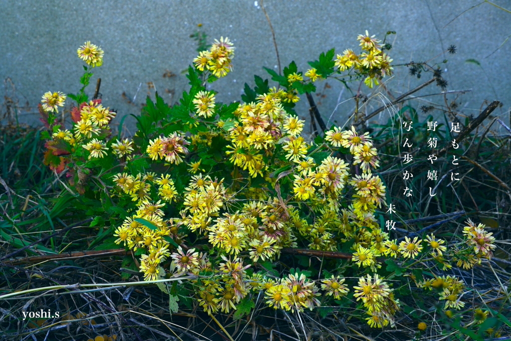 写真句：カラフル写ん歩９：道端の花