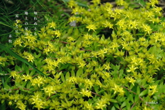 写真句：道端の花８：地上の星
