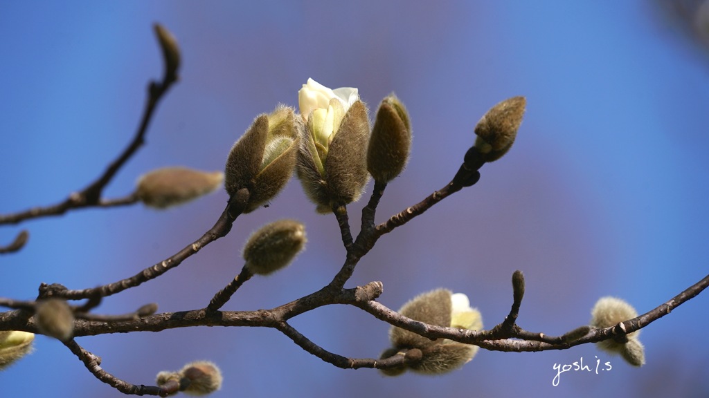 写真エッセイ：春の花たち１：溢れ出る気