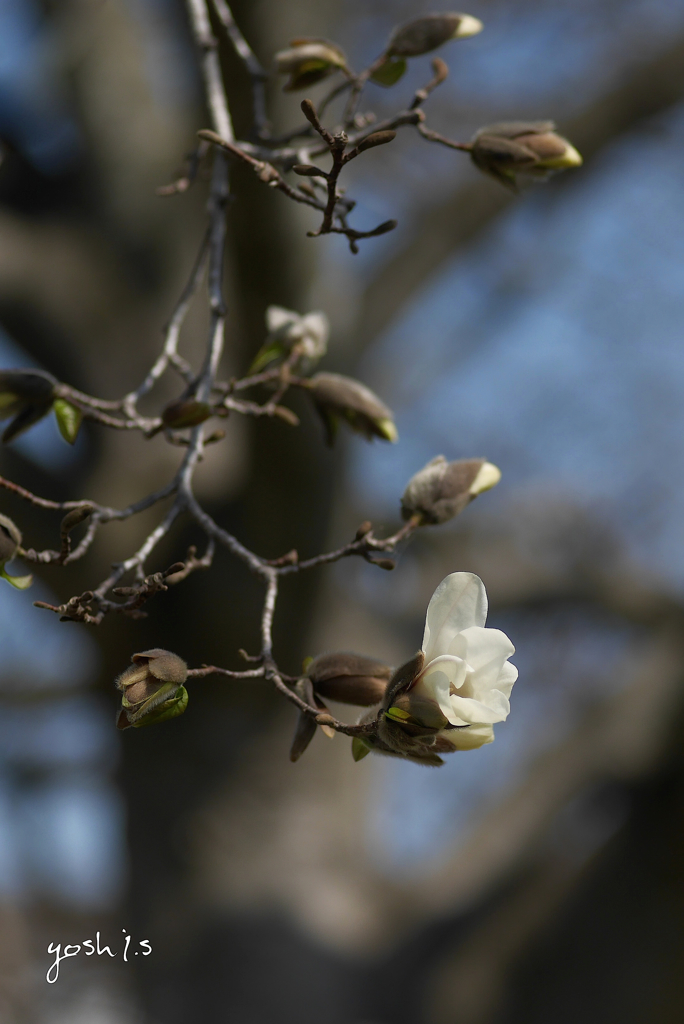 写真句：花垂（しだ）る