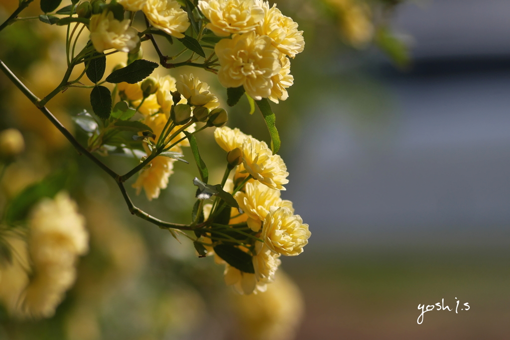 写真歌：木香薔薇２