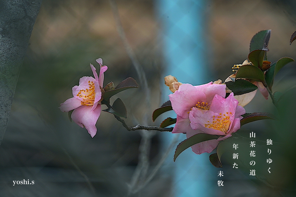 写真句：山茶花の道