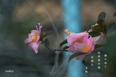 写真句：山茶花の道