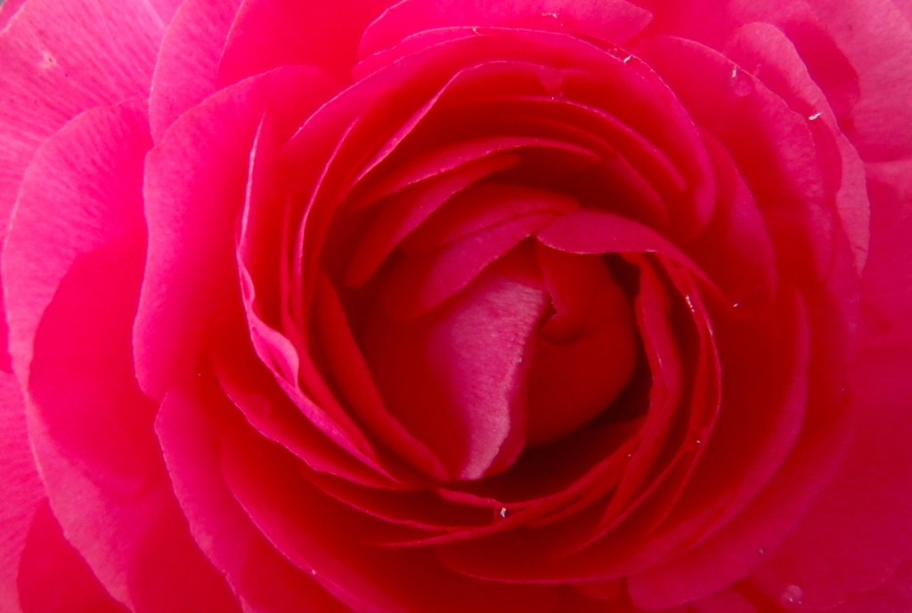薔薇の秘密