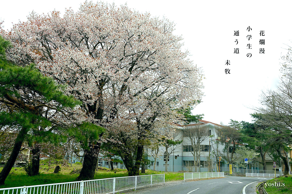 写真句：通学路の桜：NTW611