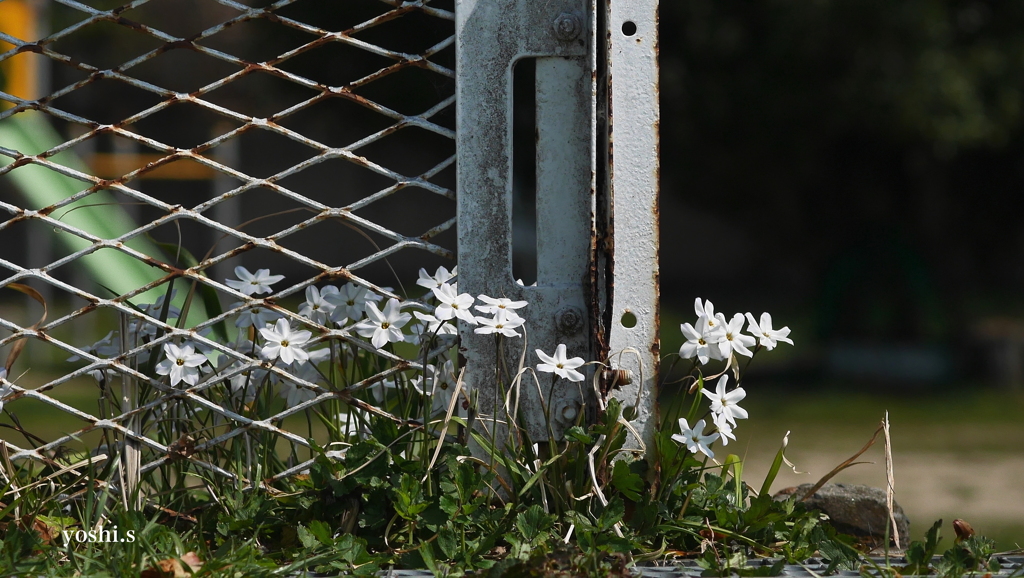 写真エッセイ：地の花15：足下の星