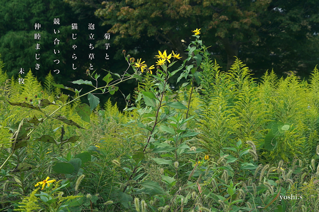 写真歌：仲睦まじ
