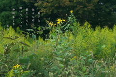 写真歌：仲睦まじ