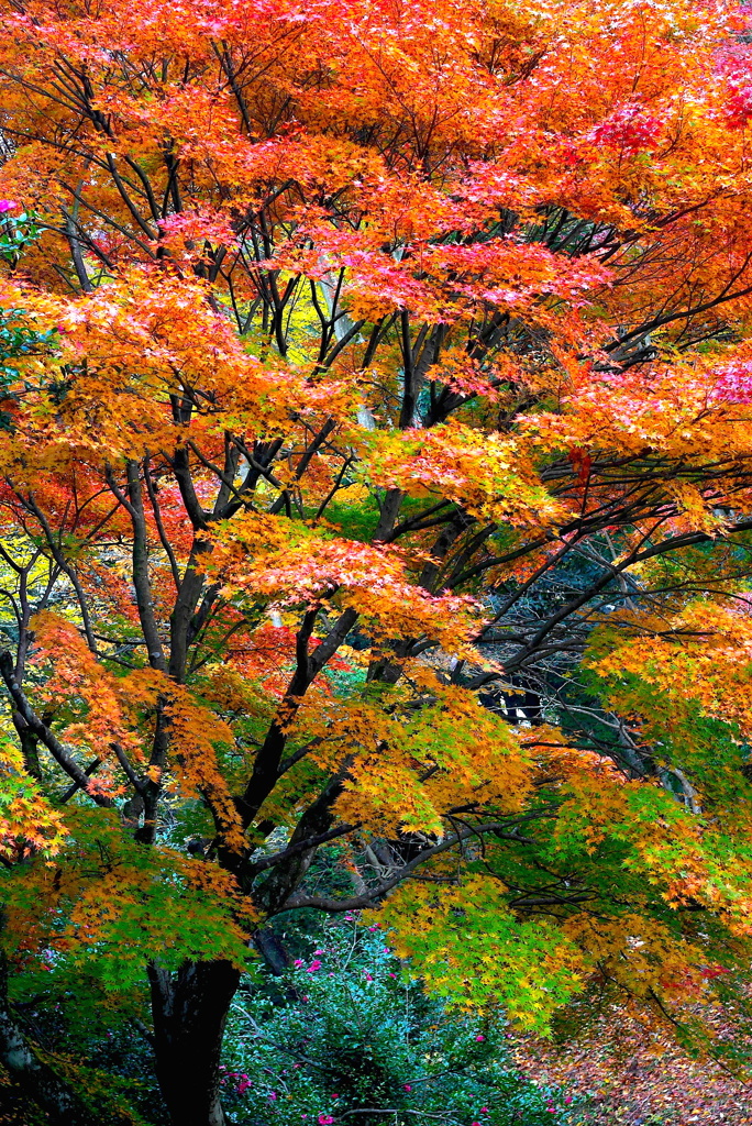 紅葉三昧３：写真句（投稿1,400枚目）