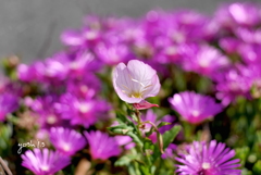 写真句： 花中の花