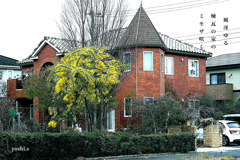 写真句：ミモザ咲く