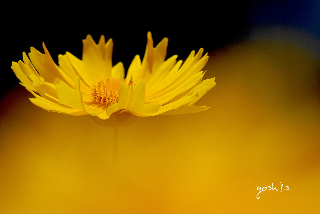 写真句：夏菊の世界