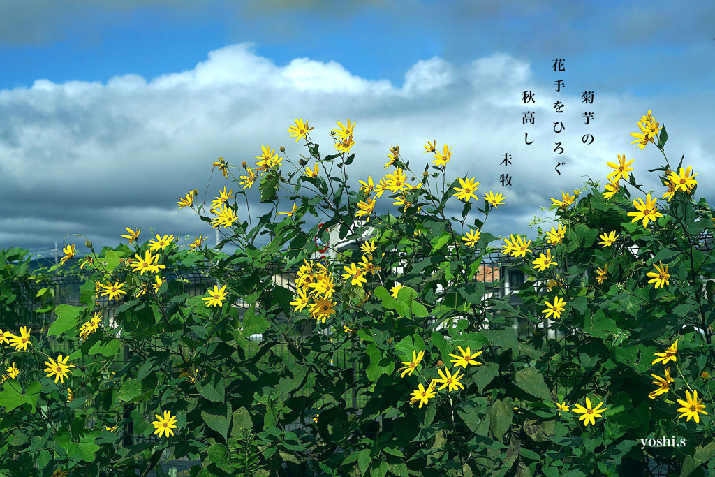 写真句：秋の花２：菊芋