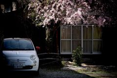 写真三行詩：とある家の桜